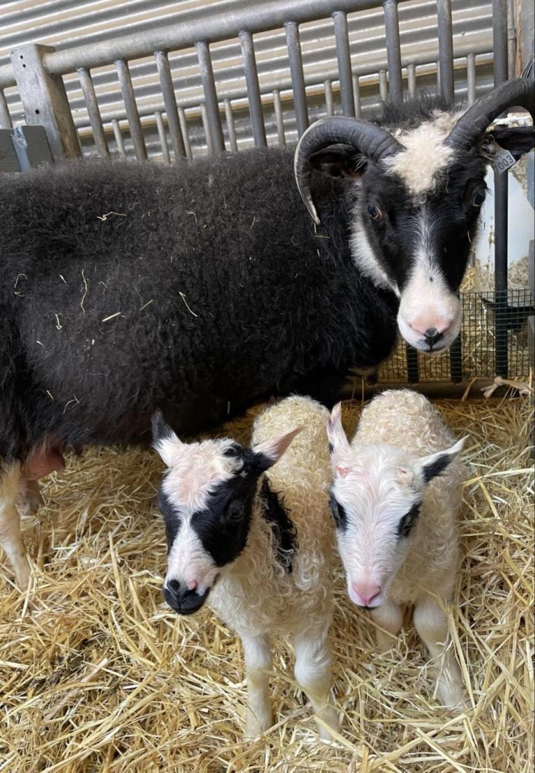 Ærin Dokka með lambakónginn og lambadrottninguna