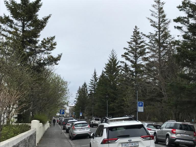 Trjágróður við Ljósvallagötu.