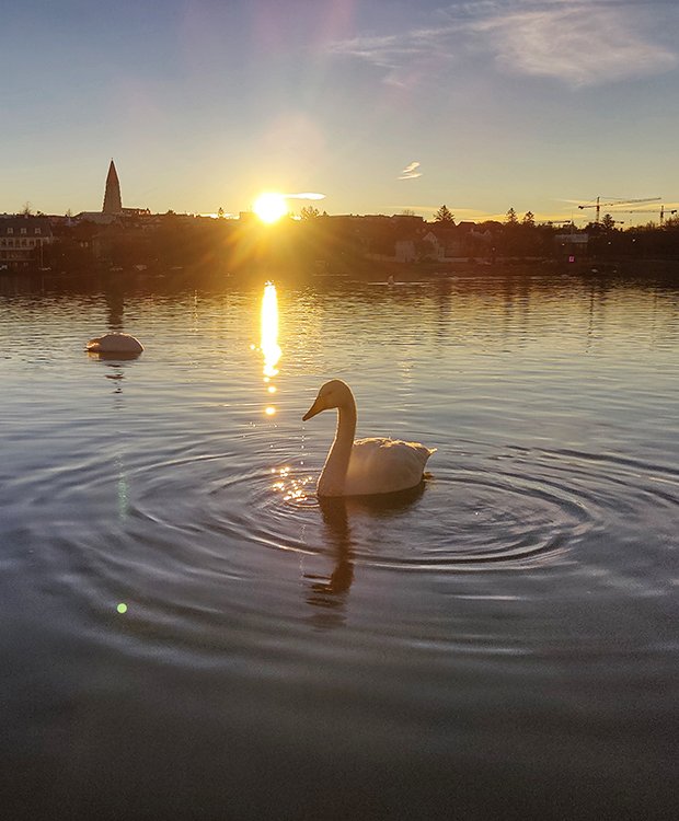 Álftir á Tjörninni.
