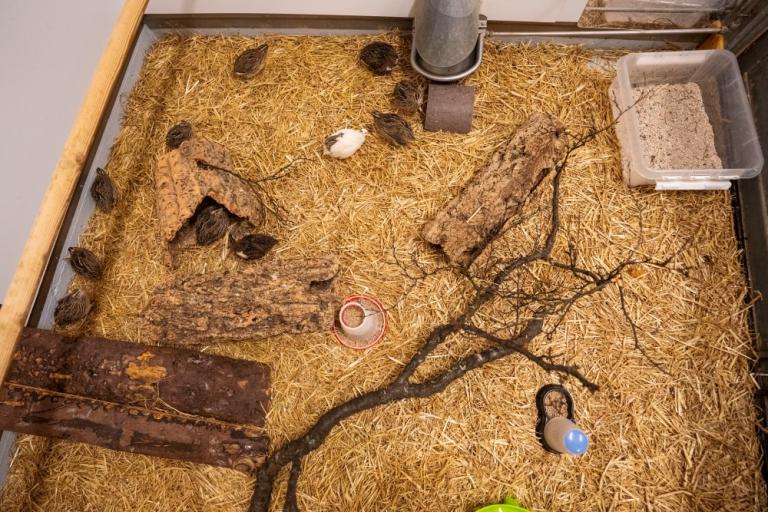 Kornhænurnar una hag sínum vel í Fjölskyldu- og húsdýragarðinum