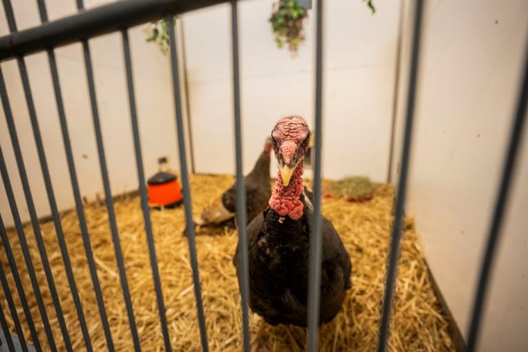 Flíki stillir sér upp fyrir myndatöku en Flækja var ekki eins hrifin