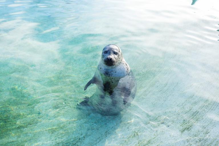 Selur í selalauginni í Fjölskyldu- og húsdýragarðinum býður spenntur eftir Ævintýrahöllinni