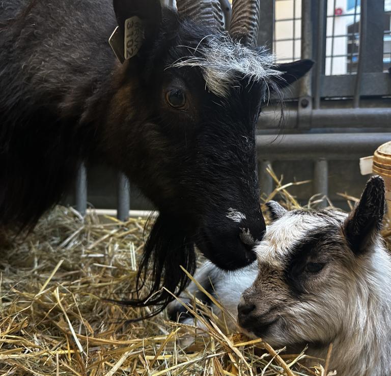 Kolbrá með kiðlinginn sinn sem er Hafur
