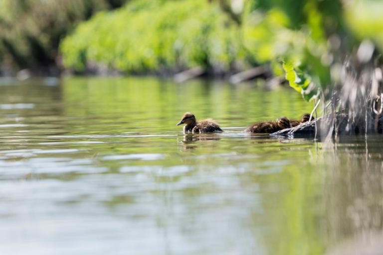 Small ducklings at Tjörnin last week.