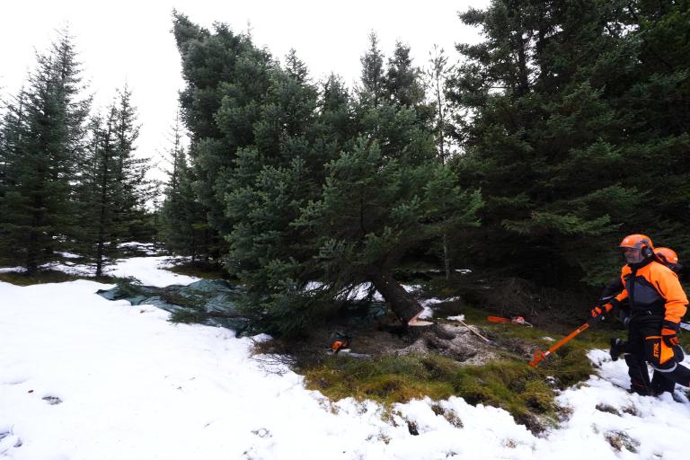 A 12-meter-tall Sitka spruce—the 2025 Oslo tree—just after the mayor felled it in Heiðmörk. A person in protective clothing, likely Mayor Heiða, stands by the tree on the right side of the photo.