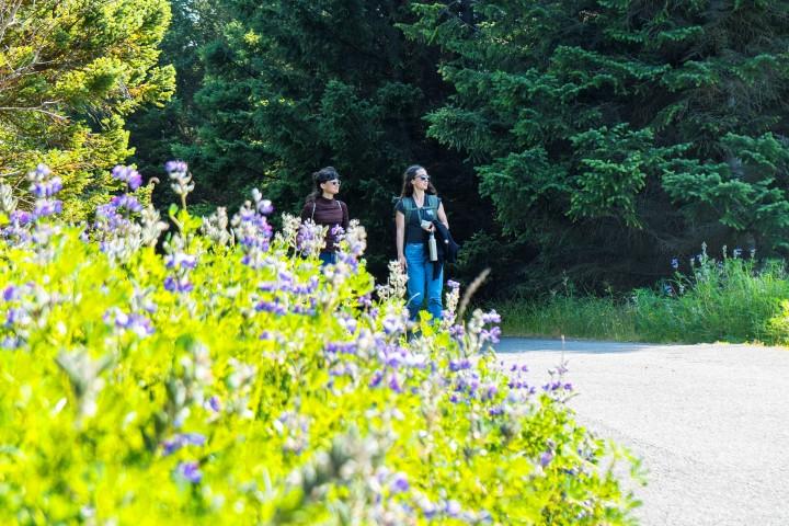 Trjágróður og mannlíf í Reykjavík