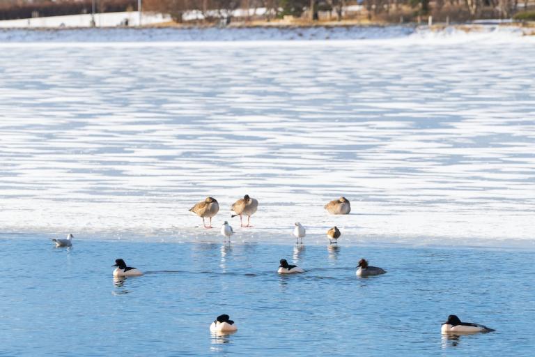 fuglar ár tjörninni