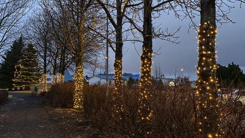 Jólaljós á trjám við Seljatjörn