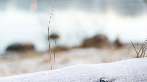 Hlutlaus mynd af kuldatíð, efsti bútur af trégirðingu í nærmynd, óskýrt í bakgrunni klaki og snjór. Strá sjást líka.