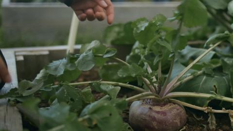 A turnip in a raised garden bed.