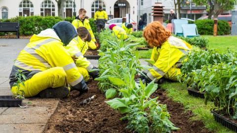 Ungmenni við garðyrkjustörf á Austurvelli