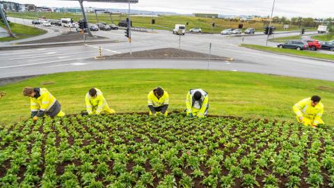 Ungmenni við garðyrkjustörf við Hringbraut
