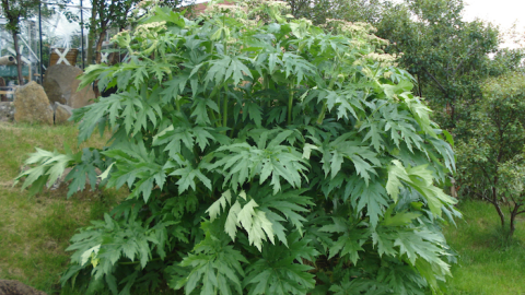 Giant hogweed