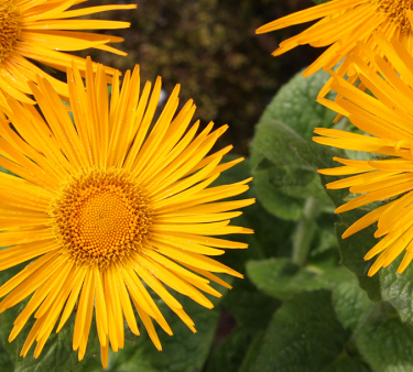 Yellow flowers at the Botanic Garden