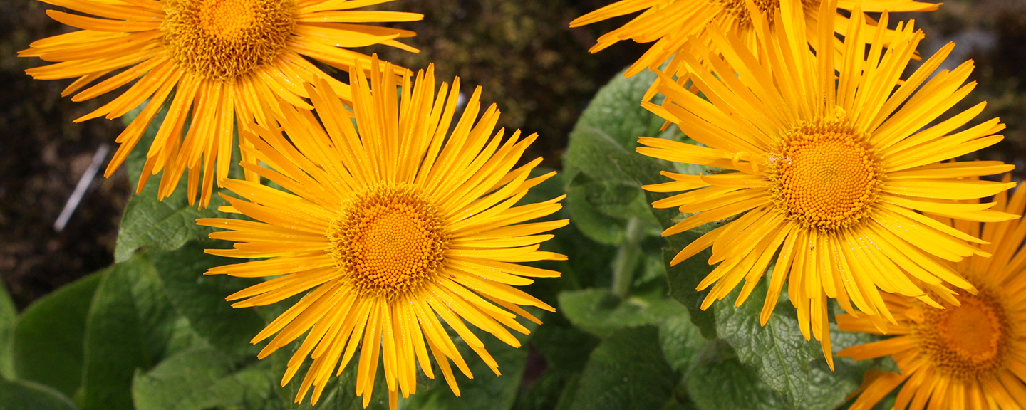 Gul blóm í Grasagarðinum